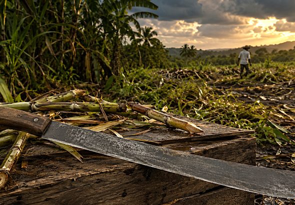 Weathered Machete in a Sugar Cane Field